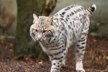 Vaşak (Lynx rufus)