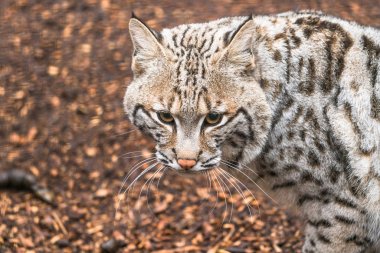 Vaşak (Lynx rufus)