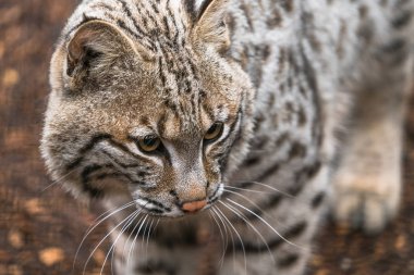 Vaşak (Lynx rufus)
