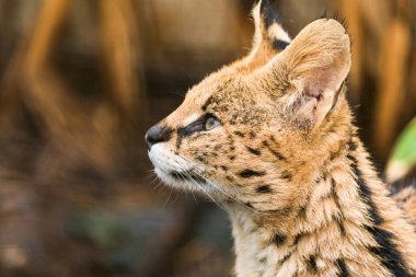 Serval (Leptailurus serval)