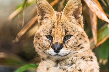 Serval (Leptailurus serval)