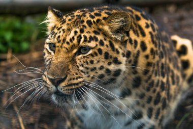 Amur leopard (Panthera pardus orientalis) clipart