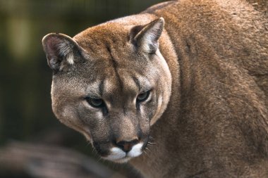 Puma (Puma concolor)