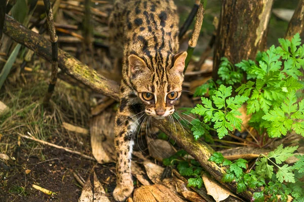 Gato-leopardo (Prionailurus bengalensis ) — Fotografia de Stock