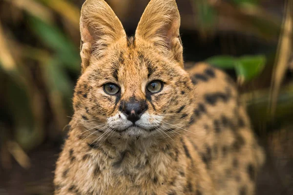 Serval (Leptailurus serval)