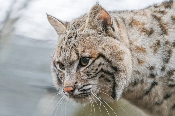 Bobcat (Lynx rufus) — Foto de Stock