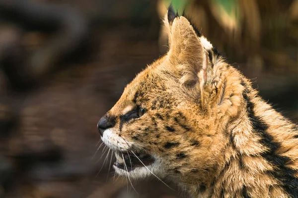 Сервал (Leptailurus serval) ) — стоковое фото