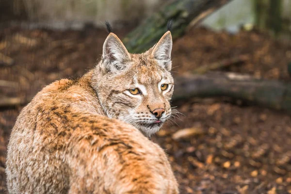 Lynx, o pisică sălbatică cu coadă scurtă, cu smocuri caracteristice — Fotografie, imagine de stoc