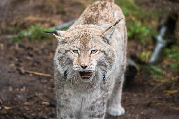 Lynx, un gatto selvatico dalla coda corta con caratteristici ciuffi — Foto Stock