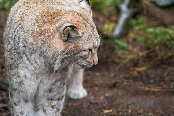 Luchs, eine Wildkatze mit kurzem Schwanz und charakteristischen Büscheln — Stockfoto