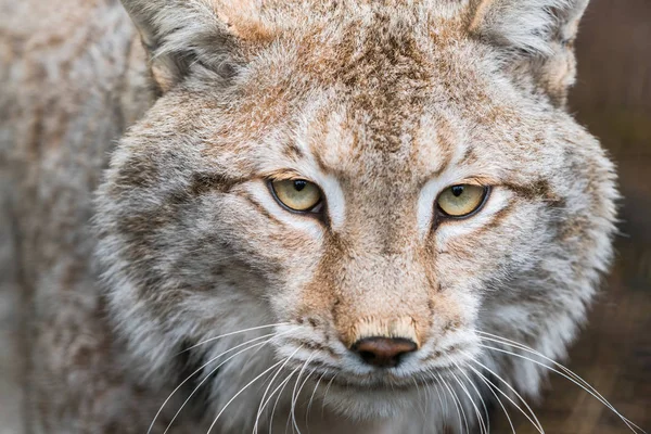 Lynx, un gato salvaje de cola corta con mechones característicos — Foto de Stock