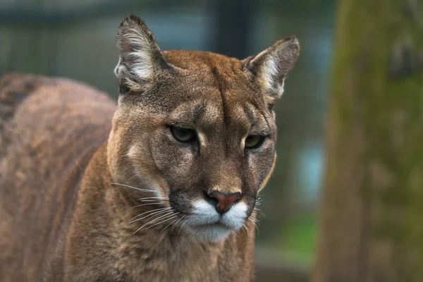Puma (Puma concolor) — Foto de Stock