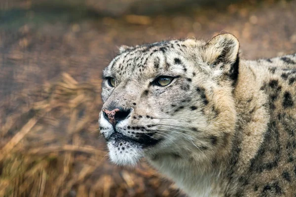 Leopardo de la nieve (Panthera uncia) — Foto de Stock