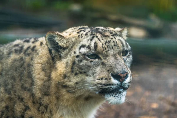 Leopardo de la nieve (Panthera uncia) — Foto de Stock