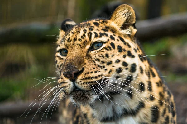 Amur Leopardo (Panthera pardus orientalis ) — Foto de Stock