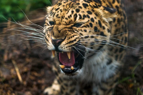 Amur Leopardo (Panthera pardus orientalis ) — Foto de Stock