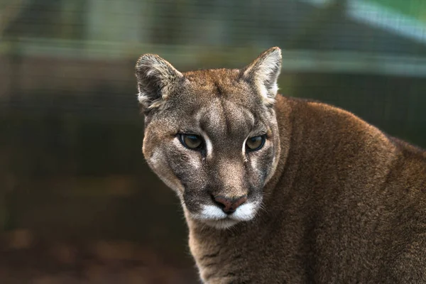 Puma (Puma concolor) — Foto de Stock