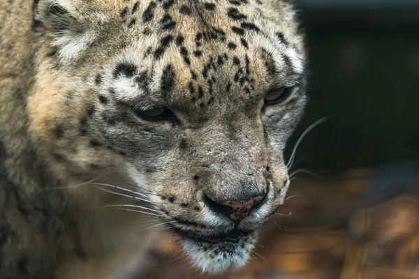 Leopardo de la nieve (Panthera uncia) — Foto de Stock
