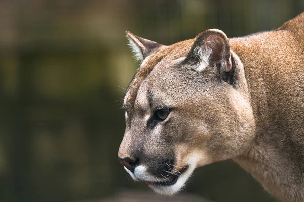 Puma (Puma concolor) — Fotografie, imagine de stoc