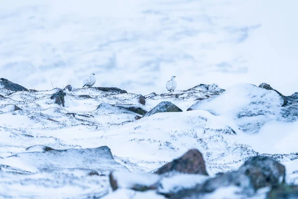 Rock Ptarmigan Lagopus Muta Cairn Gorm Scottish Highlands Winter — Stock fotografie