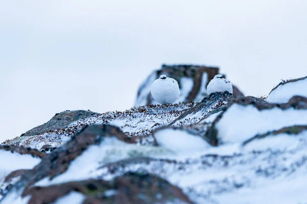 Камінь Ptarmigan Лагопус Muta Каїрній Ущелині Шотландських Висотах Взимку — стокове фото