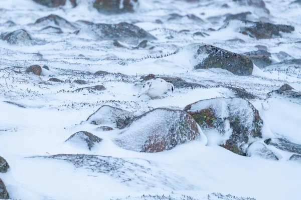 Rock Ptarmigan Lagopus Muta Cairn Gorm Scottish Highlands Winter — Stock fotografie
