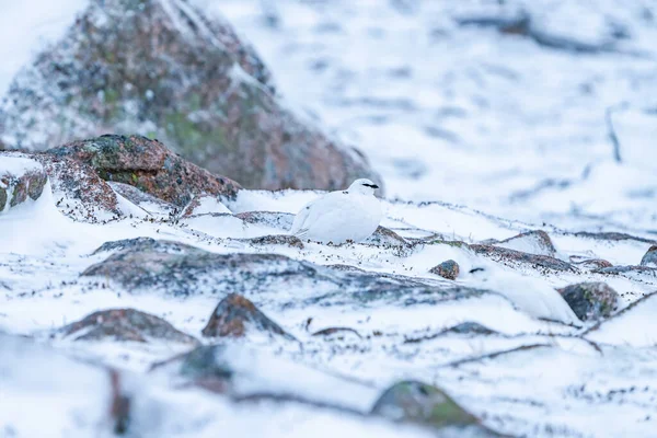 Rock Ptarmigan Lagopus Muta Cairn Gorm Scottish Highlands Winter — Stock fotografie