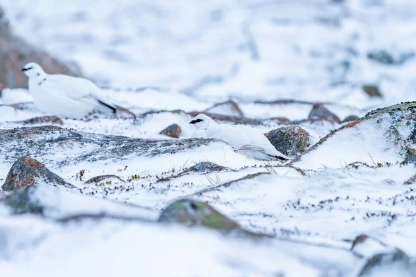 Rock Ptarmigan Lagopus Muta Cairn Gorm Scottish Highlands Iarna Marea — Fotografie, imagine de stoc