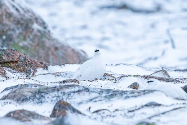 Kışın Skoçya Nın Cairn Gorm Şehrinde Rock Ptarmigan Lagopus Muta — Stok fotoğraf