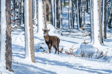İskoçya 'nın karlı kış ormanlarında İskoç kızıl geyiği (Cervus elaphus)