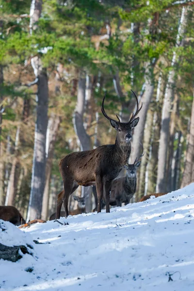 Skotský Jelen Červený Cervus Elaphus Zasněženém Zimním Lese Skotsku — Stock fotografie