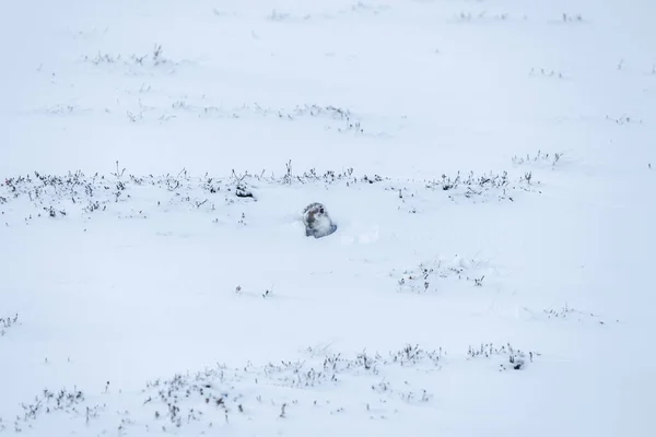 Iepurele Munte Lepus Timidus Îngropat Zăpadă Highlands Scoțiene Focalizare Selectivă — Fotografie, imagine de stoc