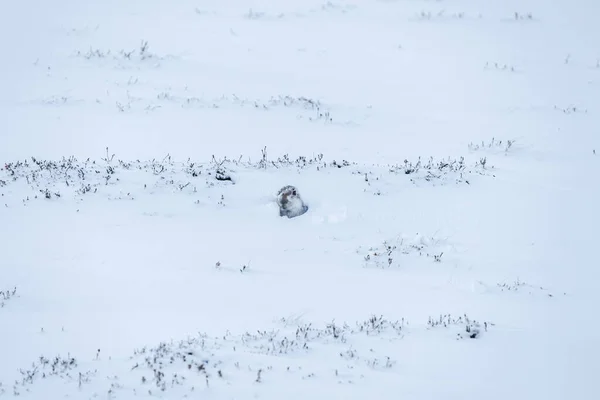 Mountain hare (Lepus timidus) buried in snow, Scottish Highlands - selective focus — Stock Image Mountain Hare Lepus Timidus Buried Snow Scottish Highlands Selective Focus Royalty Free Stock Photos