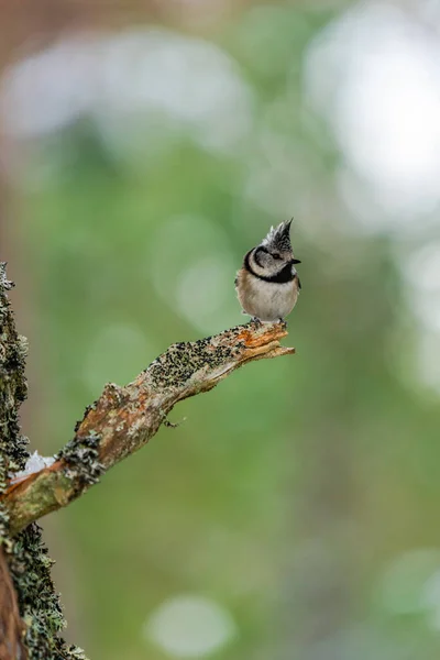 Crested Tit Lophophanes Cristatus Tree Branch — Stock Fotó