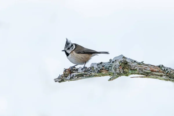 Crested Tit Lophophanes Cristatus Tree Branch Winter Landscape Closeup Selective — Stock Fotó