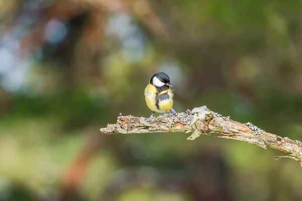 Great Tit Parus Major Tree Branch Forest — Stockfoto