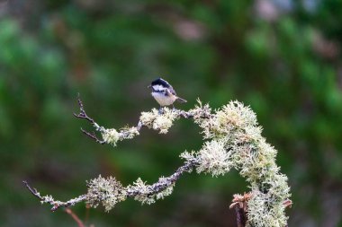 Coal tit (Periparus ater) on tree branch in Scottish forest - selective focus