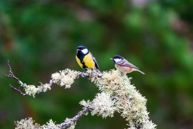 Great tit (Parus major) and Coal tit (Periparus ater) on a tree branch in a forest - selective focus