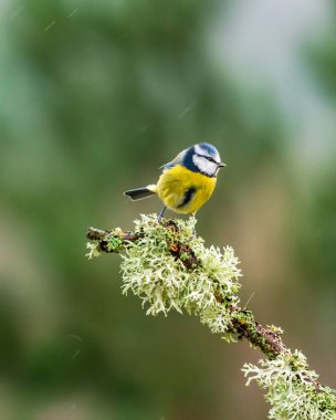 Blue tit (Cyanistes caeruleus) on tree branch in rain - selective focus