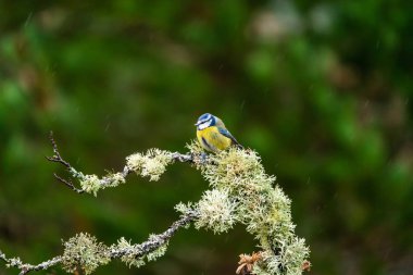 Blue tit (Cyanistes caeruleus) on tree branch in rain - selective focus