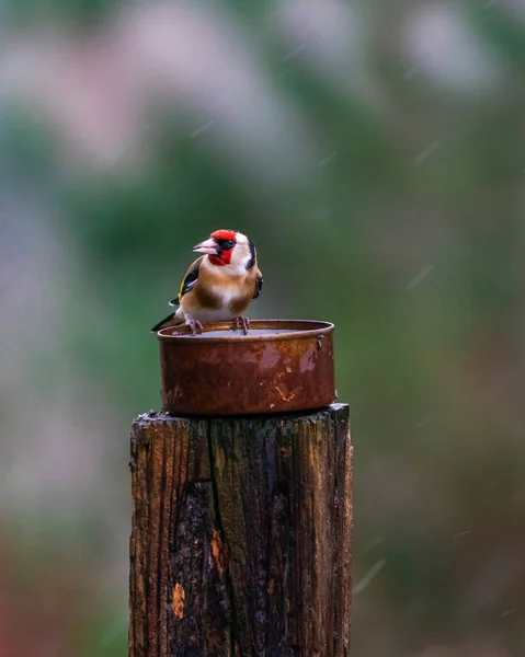 European Goldfinch Male Carduelis Carduelis Stâlpul Lemn Alimentator Păsări Ploaie — Fotografie, imagine de stoc
