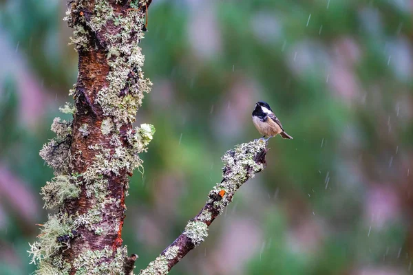 Payudara Batubara Periparus Ater Pada Cabang Pohon Dalam Fokus Hujan — Stok Foto