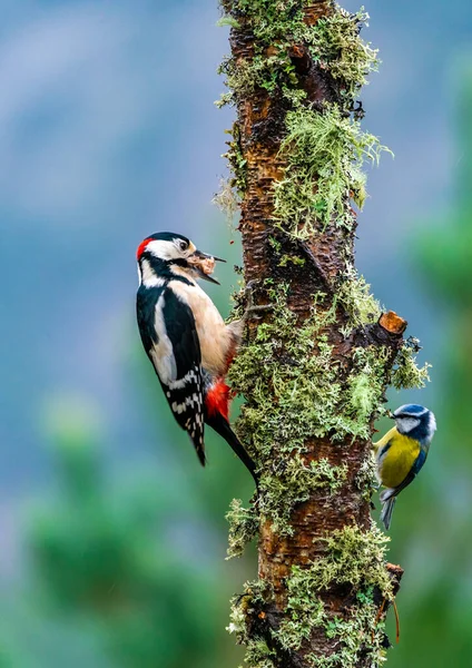 Ciocănitoarea Mare Dendrocopos Major Tâțe Albastre Cianistes Caeruleus Copac Focalizare — Fotografie, imagine de stoc