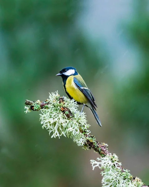 Mare Țâță Parus Major Ramura Copacilor Pădurea Scoțiană Ploaie Concentrare — Fotografie, imagine de stoc