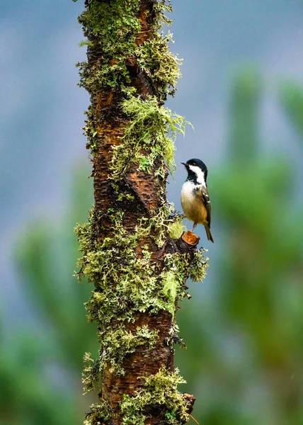 Coal Tit Periparus Ater Tree Selective Focus — Stock fotografie