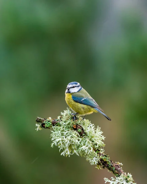 Синя Цицька Cyanistes Caeruleus Гілці Дерева Під Дощем Вибірковий Фокус — стокове фото