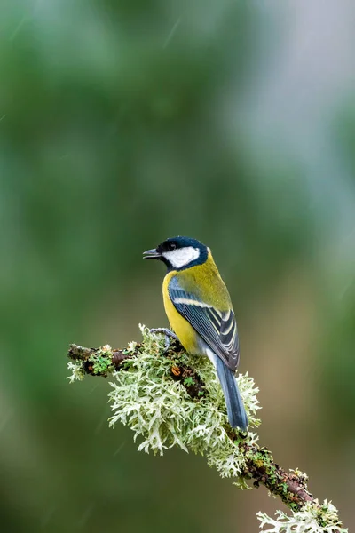 Great Tit Parus Major Tree Branch Rain Selective Focus — 图库照片