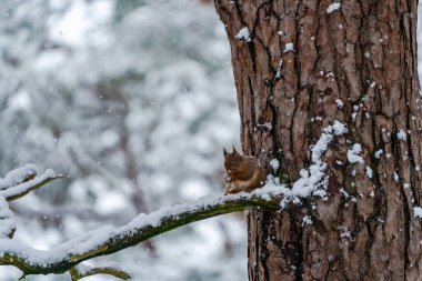 Kızıl Sincap (Sciurus vulgaris) İskoç ormanında karla kaplı ağaç dalı - seçici odak