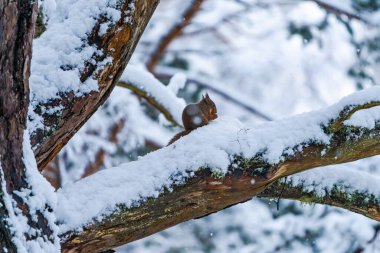 Kızıl Sincap (Sciurus vulgaris) İskoç ormanında karla kaplı ağaç dalı - seçici odak