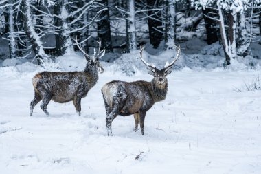 İskoçya 'da kış karında İskoç kızıl geyiği (Cervus elaphus) - seçici odak noktası